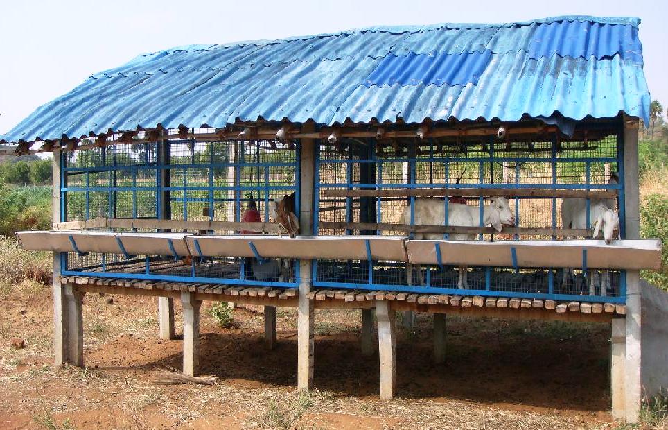 Goat farming business plan in kerala method
